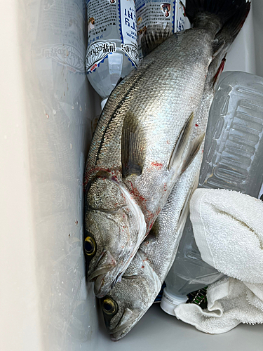 シーバスの釣果