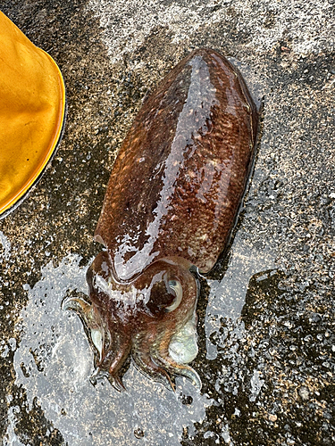 コウイカの釣果