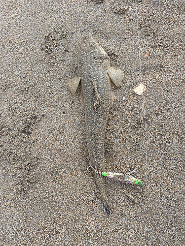 マゴチの釣果