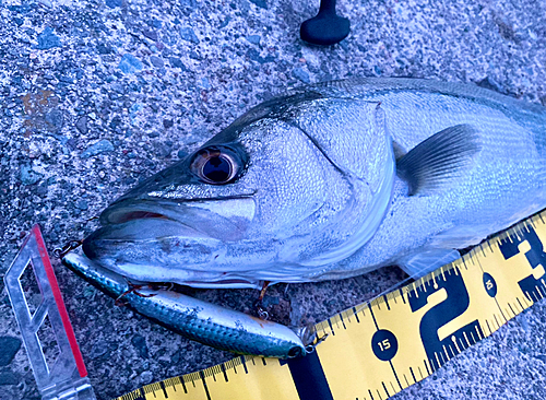 シーバスの釣果