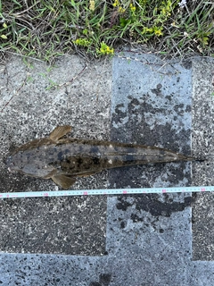 マゴチの釣果