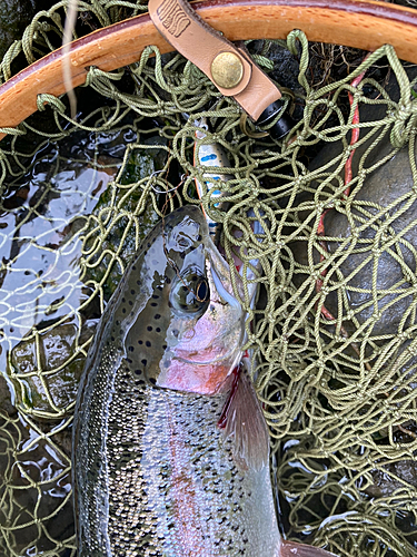 ニジマスの釣果