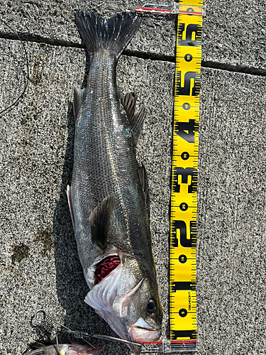 シーバスの釣果