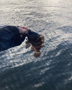 シロメバルの釣果