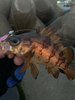 シロメバルの釣果