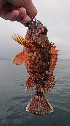 ガシラの釣果