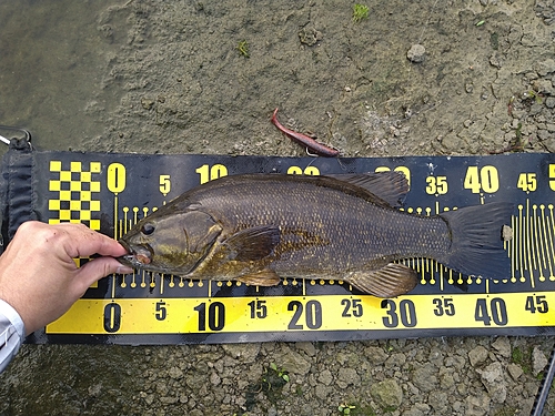 スモールマウスバスの釣果