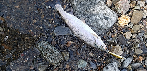 ニジマスの釣果