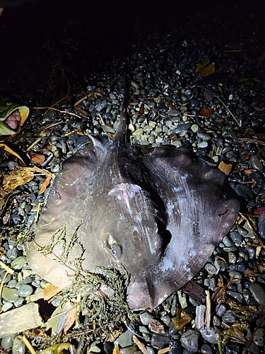 ホシエイの釣果