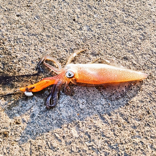 マメイカの釣果