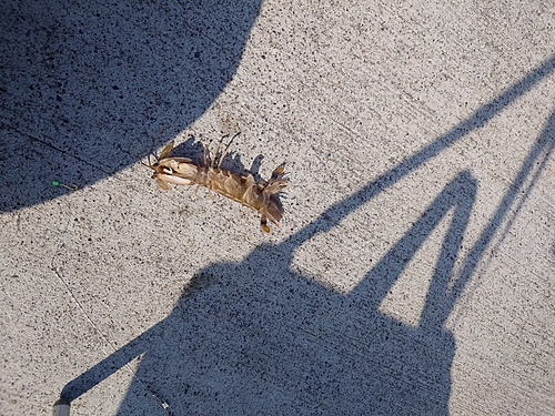 シャコの釣果