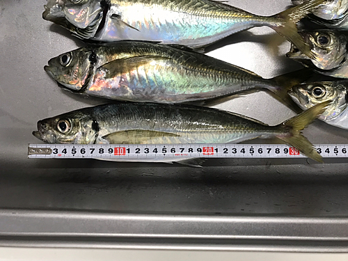 アジの釣果