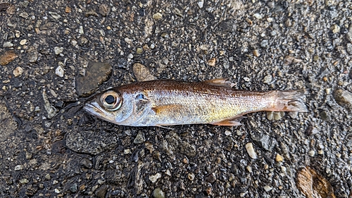 ムツの釣果