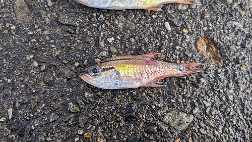 ネンブツダイの釣果