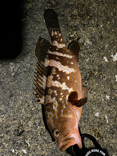 キジハタの釣果