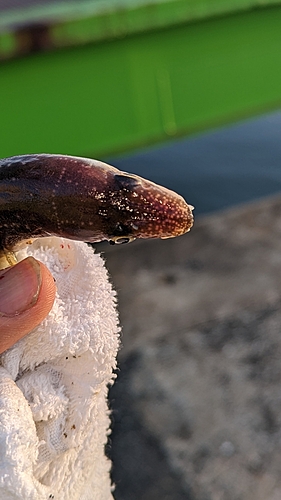 アナゴの釣果