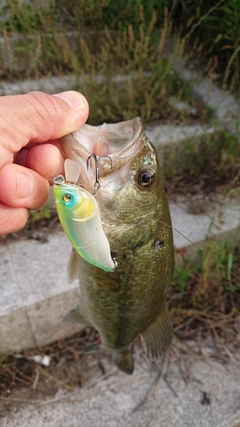 ラージマウスバスの釣果