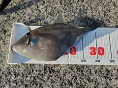 ウマヅラハギの釣果