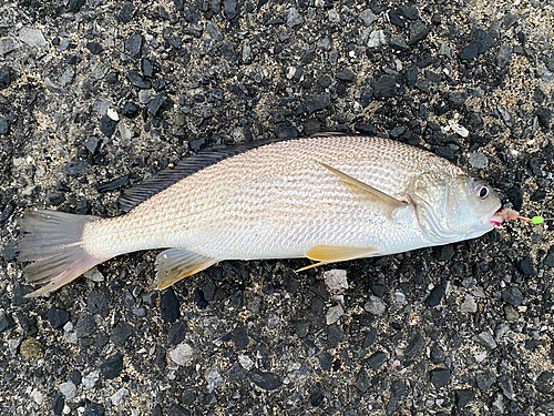 イシモチの釣果