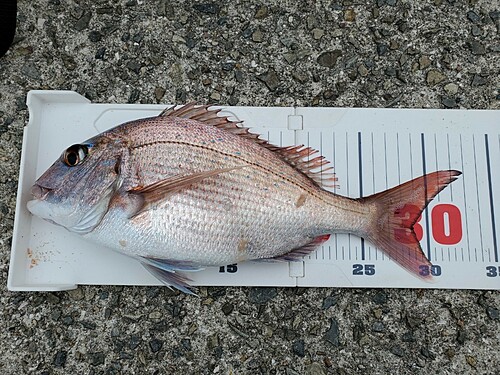 マダイの釣果