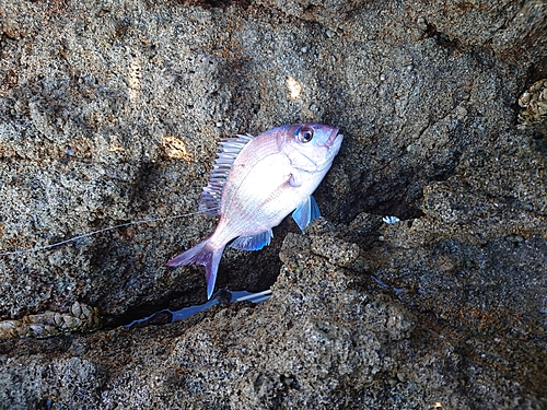 タイの釣果