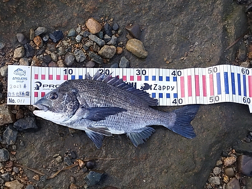 チヌの釣果