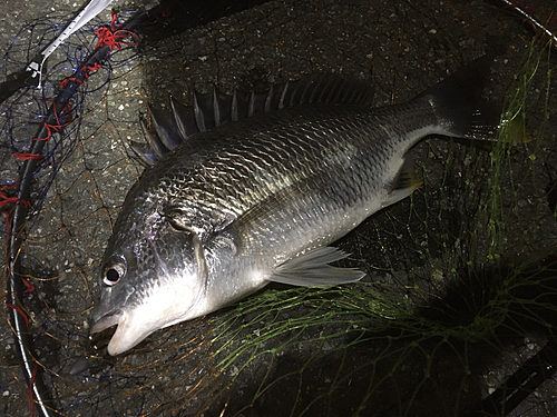 キビレの釣果