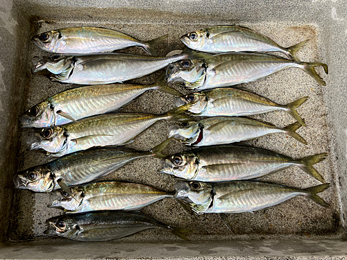 アジの釣果