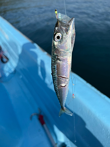 サバの釣果