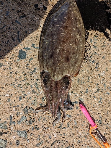 モンゴウイカの釣果