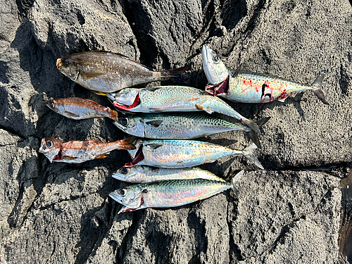 サバの釣果