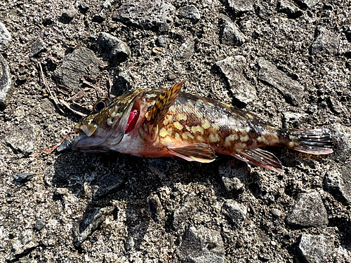 アラカブの釣果