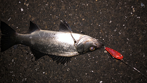 セイゴ（マルスズキ）の釣果