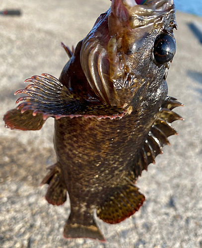 ムラソイの釣果