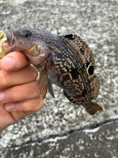 クジメの釣果