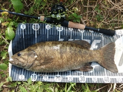 スモールマウスバスの釣果