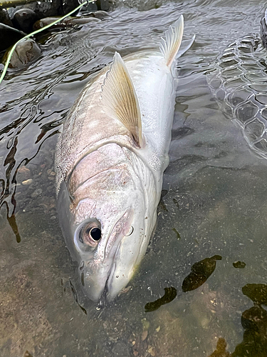 アメマスの釣果