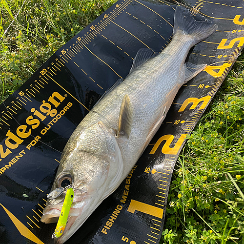 シーバスの釣果