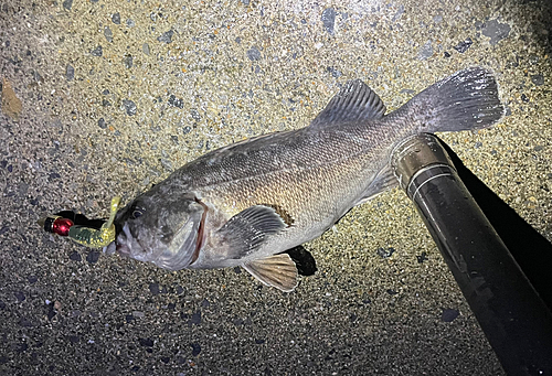 クロソイの釣果