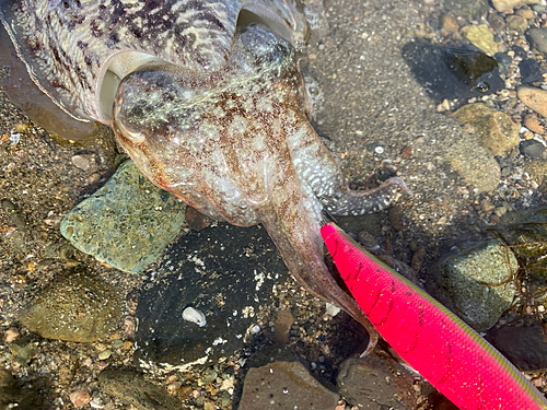 コウイカの釣果