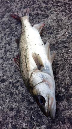 セイゴ（マルスズキ）の釣果