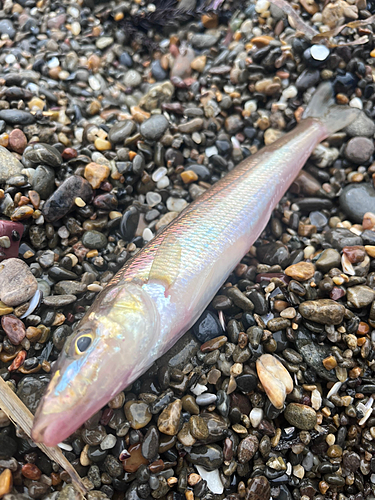 シロギスの釣果