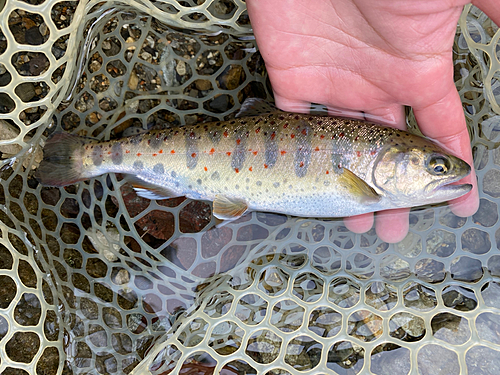 アマゴの釣果