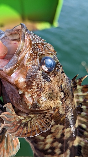 タケノコメバルの釣果