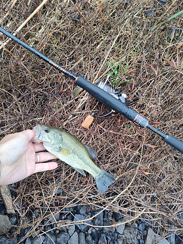 ラージマウスバスの釣果