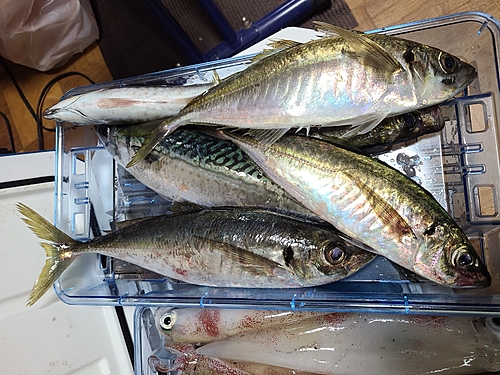 アジの釣果