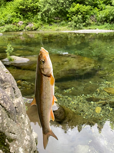 ウグイの釣果