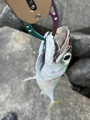 サバの釣果