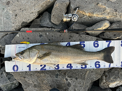 シーバスの釣果