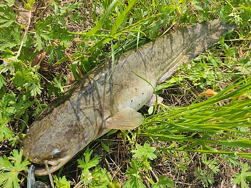 ナマズの釣果